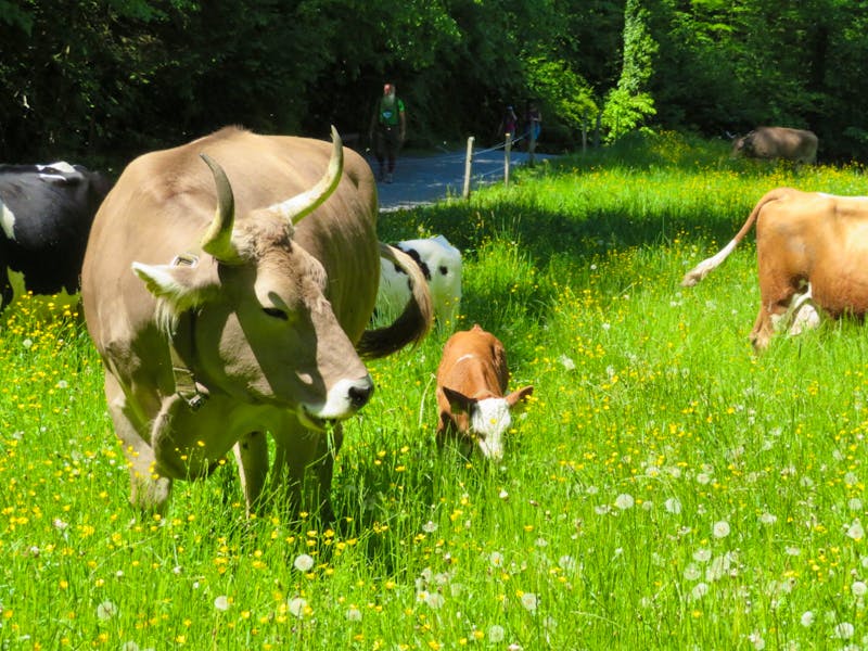 Schweizerisches Freilichtmuseum Ballenberg - ©Annette Weise