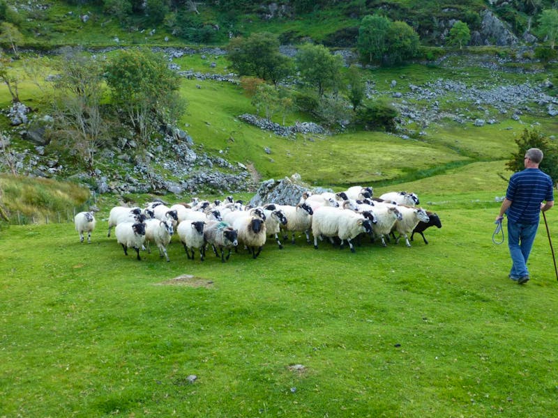 Ring of Kerry - auf der Kissane Schaffarm - ©Ralf Kuchenbecker - Eberhardt TRAVEL