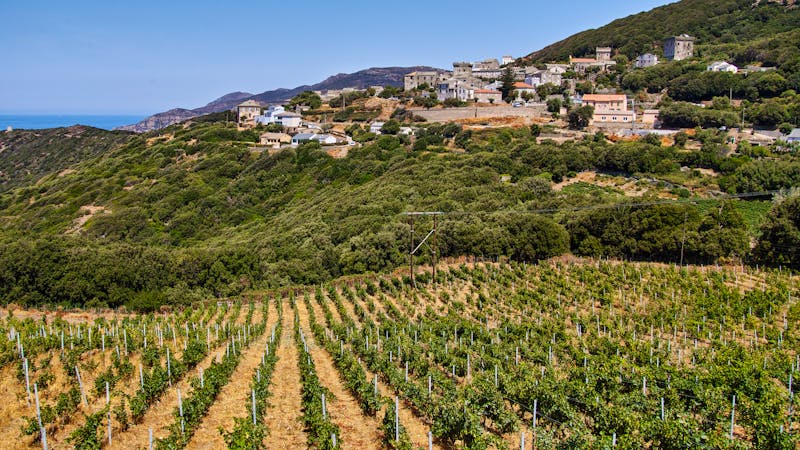 Weinanbau auf Korsika - ©J.TUQUIB - Adobe Stock