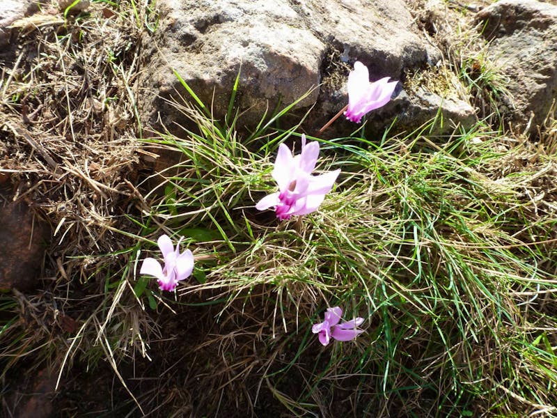 Alpenveilchen in den Calanches - ©Eberhardt TRAVEL - Betina Marinow