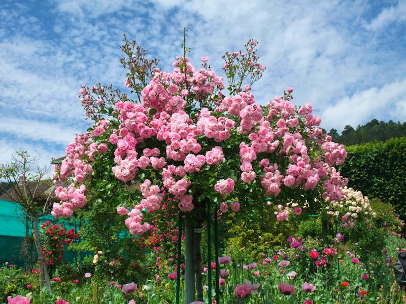 Giverny - Claude Monet Garten - ©Rosita Richter - Eberhardt TRAVEL