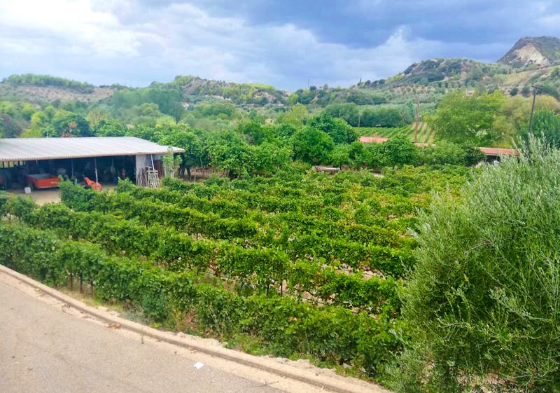 Weingut bei Olympia - ©Eberhardt TRAVEL - Elena Hinz