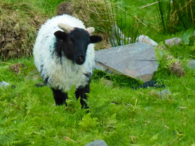 Connemara - ©Ralf Kuchenbecker - Eberhardt TRAVEL