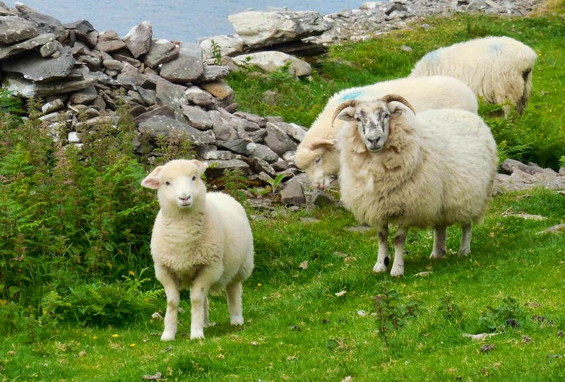 Schafe auf der Halbinsel Dingle - ©Petra Sauer - Eberhardt TRAVEL