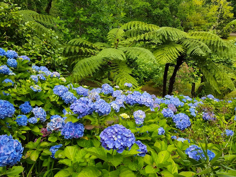 Park Terra Nostra auf der Azoren-Insel Sao Miguel - ©Ria Heilmann - Eberhardt TRAVEL