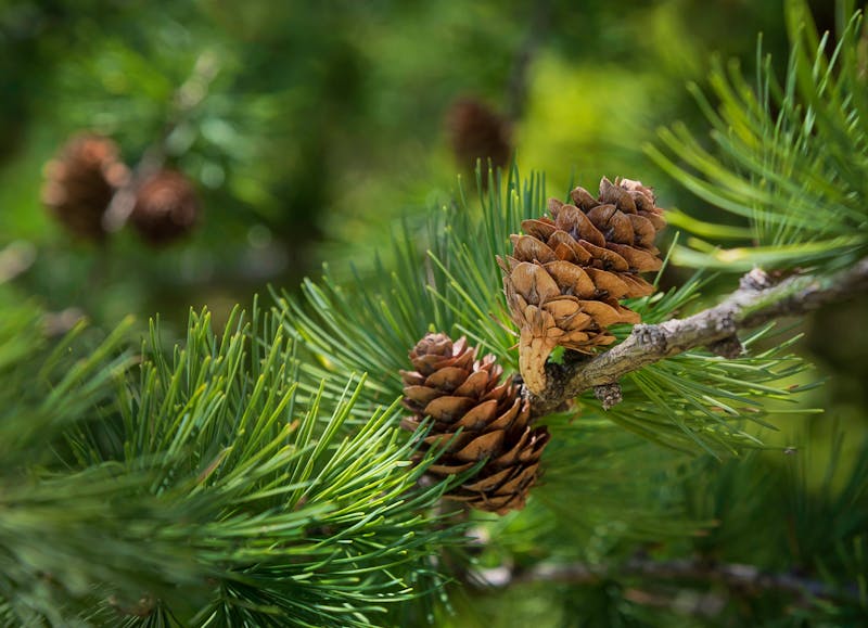 Zirbenzapfen - &copy;Hanna Gottschalk - stock.adobe.com