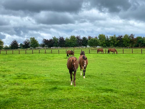 Nationalgestüt Kildare &ndash; &copy; Andreas Wolfsteller - Eberhardt TRAVEL