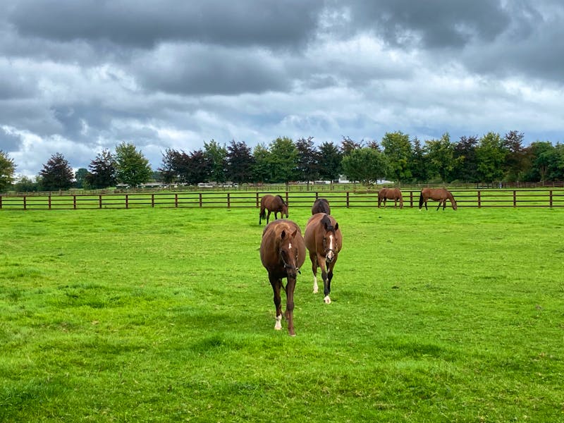 Nationalgestüt Kildare - ©Andreas Wolfsteller - Eberhardt TRAVEL