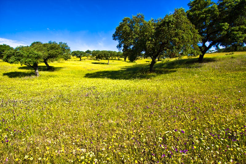 Alentejo - ©francisco - stock.adobe.com