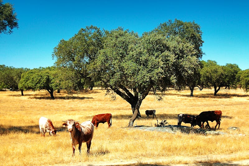 Typische Landschaft im Alentejo - ©Olivier Poncelet - stock.adobe.com