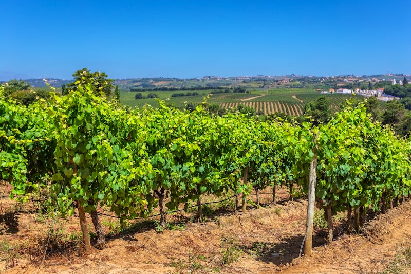 Weinanbau im Alentejo - ©www.sergofoto.com - Adobe Stock