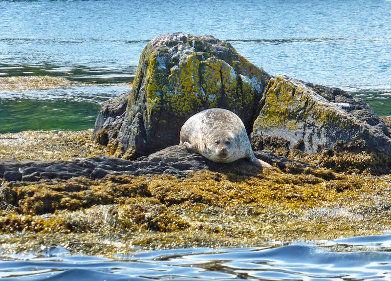 Robbe bei Garinish Island - ©Dirk Schlosser - Eberhardt TRAVEL