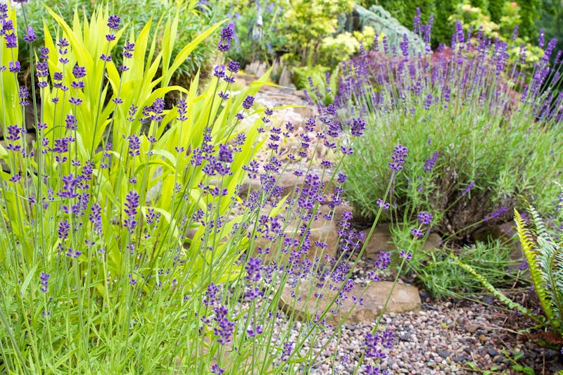 Kräutergarten mit Lavendel - ©David Gn - stock.adobe.com
