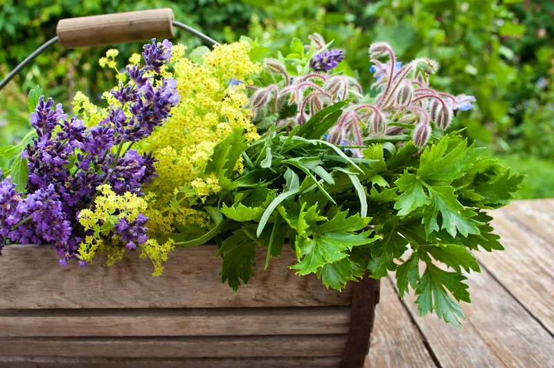 Heilkräuter - &copy;Cora Müller - stock.adobe.com