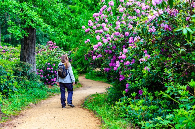 Kromlauer Park in der Lausitz - Rhododendronblüte - ©Beautyness - stock.adobe.com