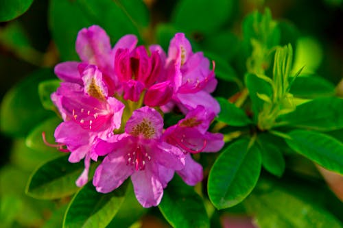 Rhododendronblüte in pink &ndash; &copy; wkbilder - stock.adobe.com
