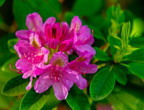 Rhododendronblüte in pink – © wkbilder - stock.adobe.com