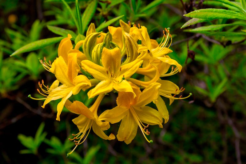 Gelbe Azaleenblüte in einem Rhododendronpark - ©wkbilder - stock.adobe.com