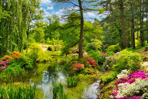 Rhododendronpark Kromlau - blühende Rhododendren und Azaleen &ndash; &copy; Christiane Schwerin