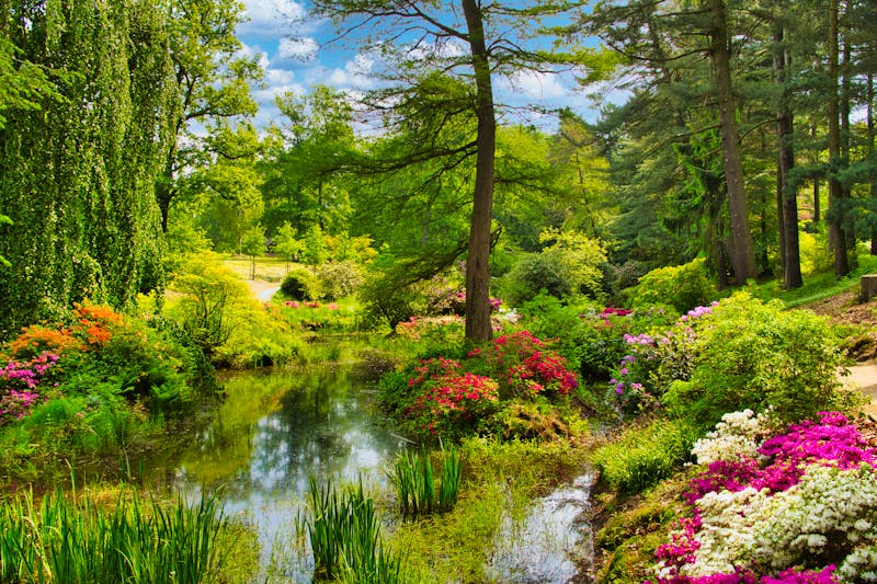 Rhododendronpark Kromlau - blühende Rhododendren und Azaleen - ©Christiane Schwerin