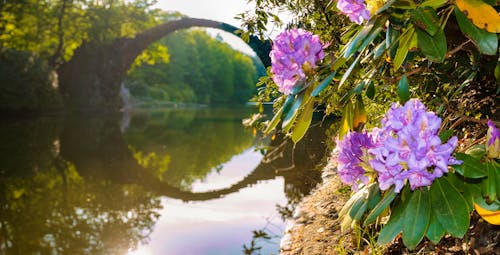 Kromlauer Park bei Gablenz - die berühmte Bogenbrücke zur Rhododendronblüte &ndash; &copy; Mike Mareen - stock.adobe.com
