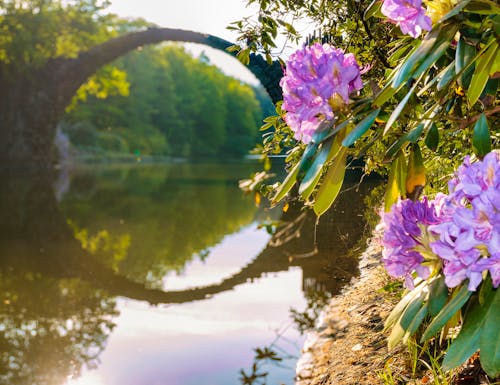 Kromlauer Park bei Gablenz - die berühmte Bogenbrücke zur Rhododendronblüte – © Mike Mareen - stock.adobe.com