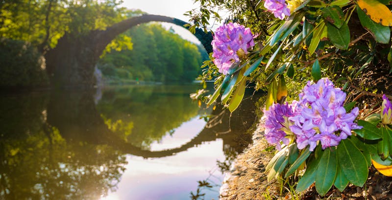 Kromlauer Park bei Gablenz - die berühmte Bogenbrücke zur Rhododendronblüte - ©Mike Mareen - stock.adobe.com