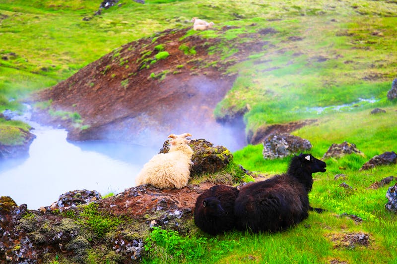 Heiße Quellen im Reykjadalur Tal - ©jindrich - stock.adobe.com