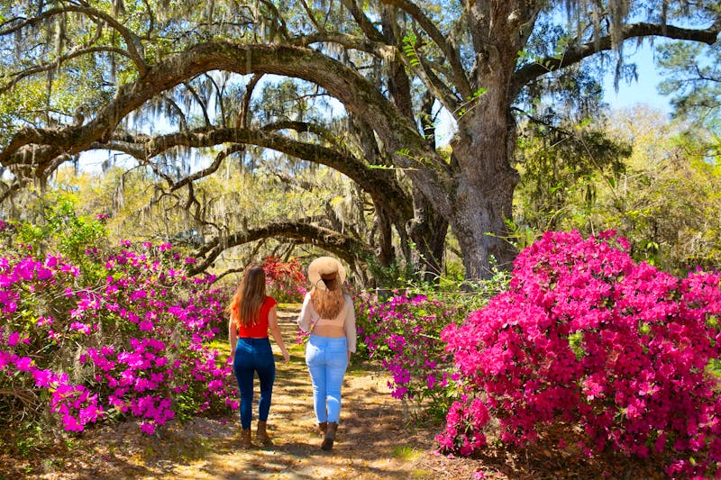 Magnolia Plantation in Charleston - ©Margaret - stock.adobe.com