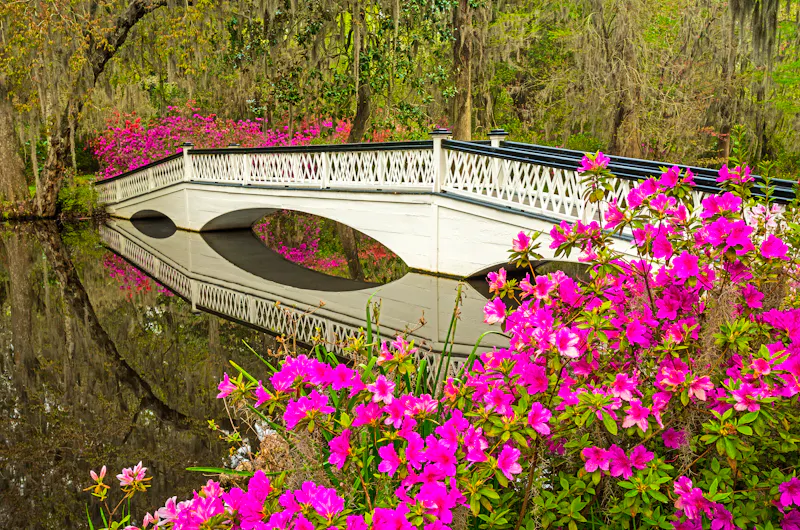 Magnolia Plantation in Charleston - &copy;Dave Allen Photography - stock.adobe.com