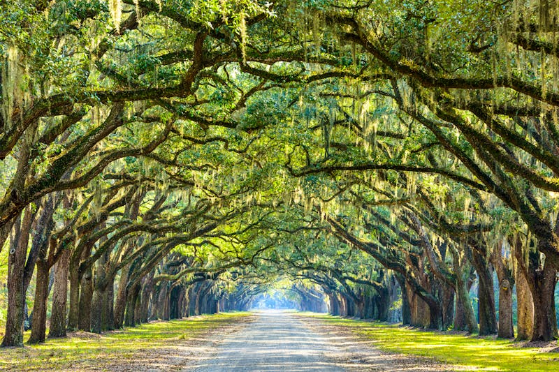 Allee in Savannah - ©Sean Pavone 2015 - stock.adobe.com