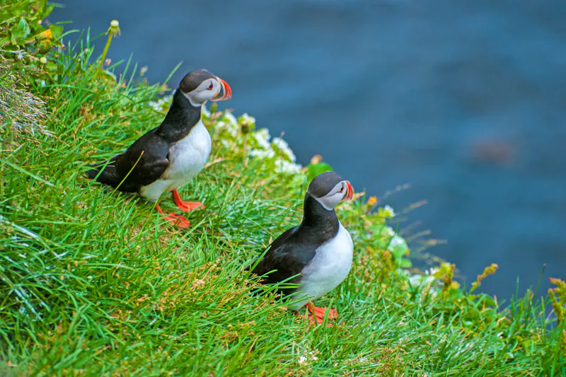 Papageientaucher auf Island - &copy;inspi - stock.adobe.com