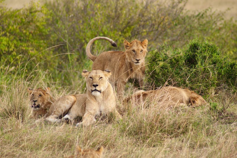 Löwen in der Masai Mara - ©Susanne Schirmann - Eberhardt TRAVEL