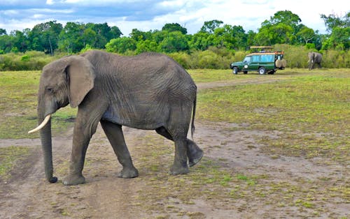 Jeep-Safari in der Masai Mara &ndash; &copy; Frank Nimschowski - Eberhardt TRAVEL