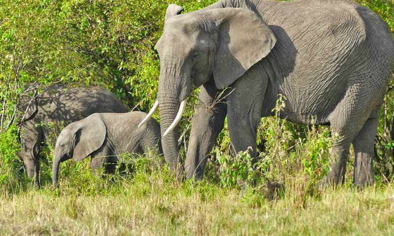 Elefanten in der Masai Mara - ©Frank Nimschowski - Eberhardt TRAVEL
