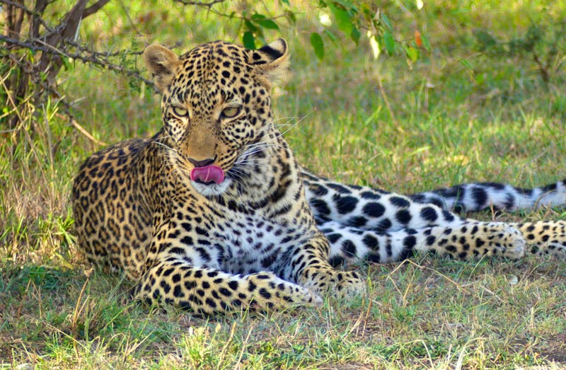 Leopard in der Masai Mara - ©Frank Nimschowski - Eberhardt TRAVEL