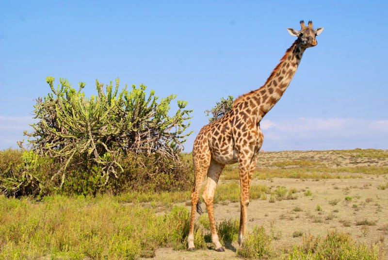 Giraffe in der Masai Mara - ©Susanne Schirmann - Eberhardt TRAVEL