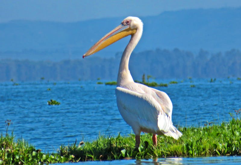 Pelikan am Naivasha-See - ©Annette Weise - Eberhardt TRAVEL