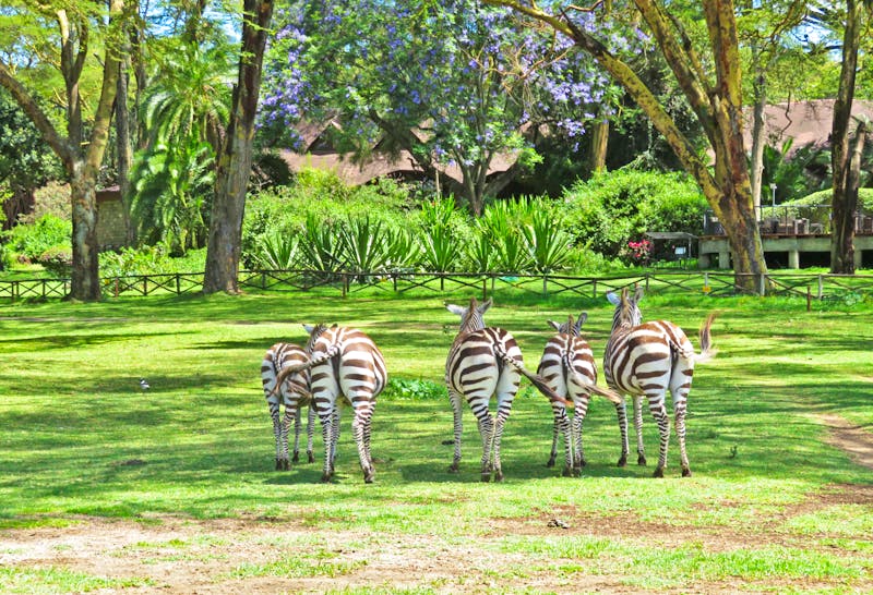 Zebras an der Lake Naivasha Sopa Lodge - ©Annette Weise - Eberhardt TRAVEL