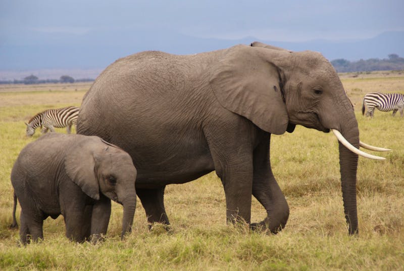Safari im Amboseli Nationalpark - ©Susanne Schirmann - Eberhardt TRAVEL