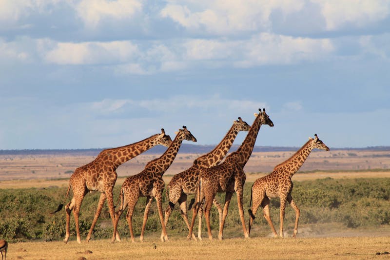 Amboseli Nationalpark - Giraffen-Parade - ©Isabel Braksiek - Eberhardt TRAVEL