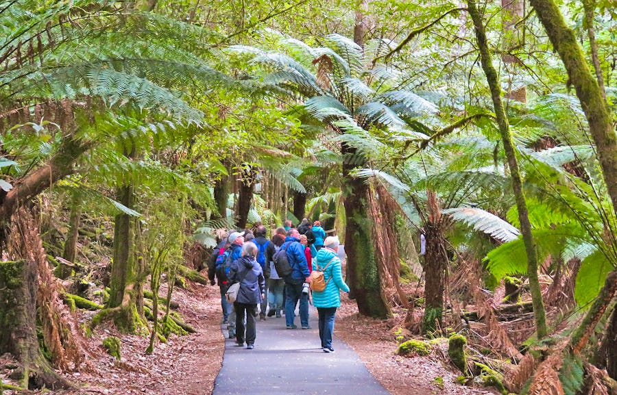Wanderung im Mount Field Nationalpark in Tasmanien – © Anna Stiebing - Eberhardt TRAVEL