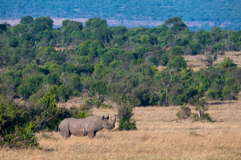 Nashorn im Laikipia Hochland in Kenia - ©Cindy Miller Hopkins / Danita Delimont - stock.adobe.com