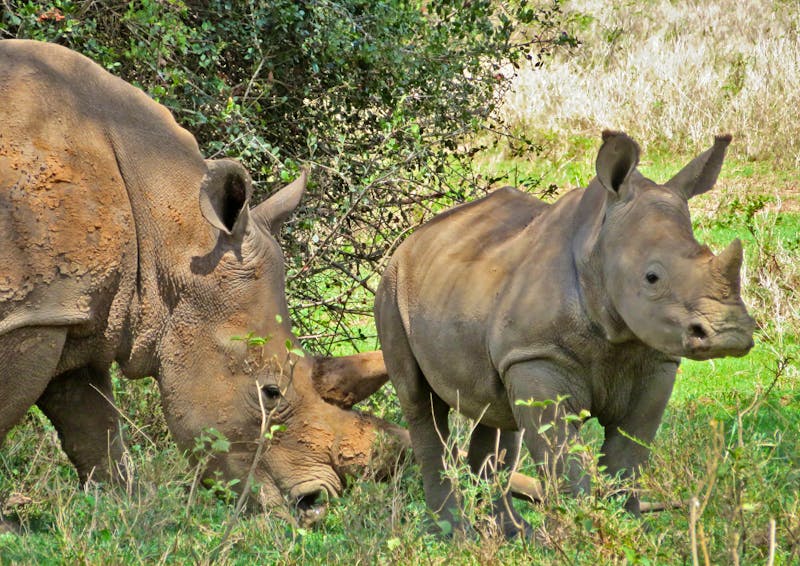 Nashörner im Solio-Reservat in Kenia - ©Annette Weise - Eberhardt TRAVEL