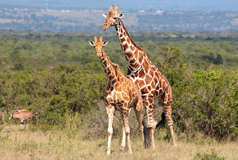 Giraffen im Solio-Reservat in Kenia - ©Isabel Braksiek - Eberhardt TRAVEL