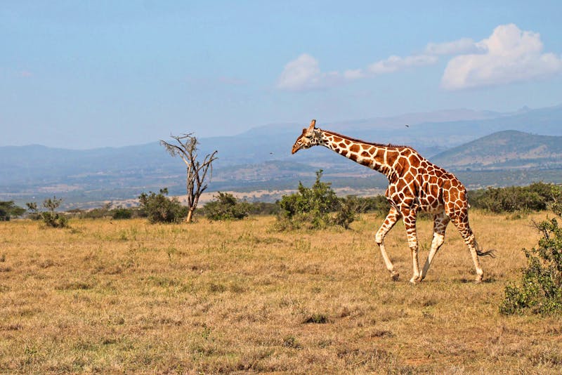 Giraffe im Solio-Reservat in Kenia - ©Isabel Braksiek - Eberhardt TRAVEL