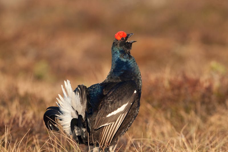 Birkhuhn im Soomaa-Nationalpark - ©mati.kose@gmail.com - Adobe Stock