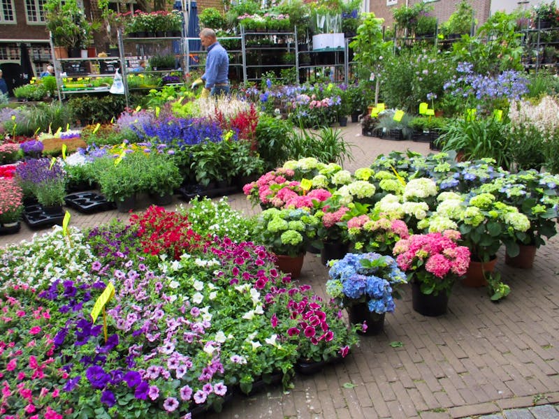 Blumenmarkt in Amersfoort - &copy;Constanze Maißel - Eberhardt TRAVEL