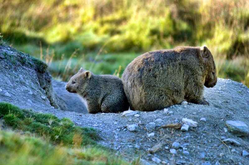Wombats auf Tasmanien - ©Steve Lovegrove - stock.adobe.co