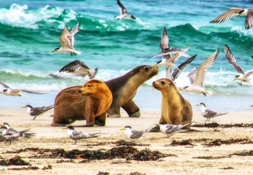 Australische Seelöwen auf Kangaroo Island &ndash; &copy; atosan - stock.adobe.com